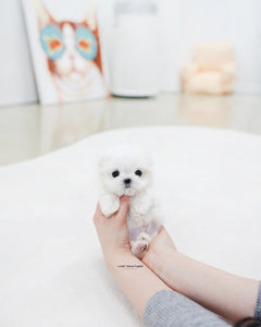 Teacup Maltese Male [Eli]