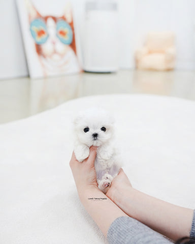 Teacup Maltese Male [Eli]