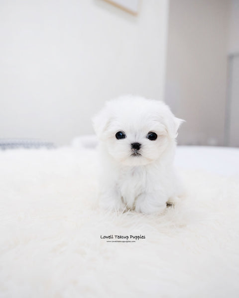 Teacup Maltese Male [Ocean]