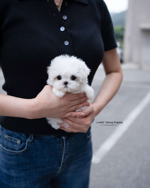 Teacup Maltese Female [Demi]