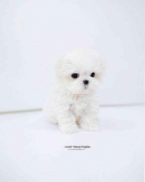 Teacup Maltese Male [Dane]