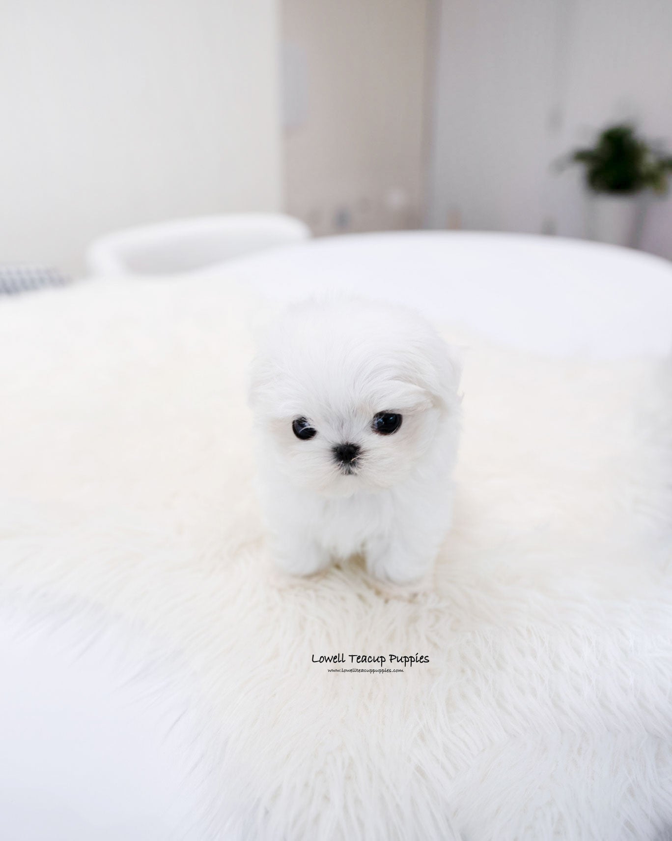 Teacup Maltese Male [Ocean]