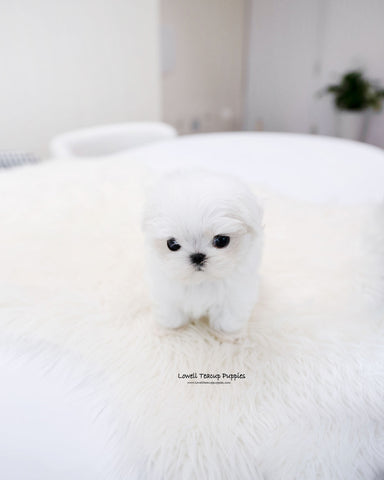 Teacup Maltese Male [Ocean]