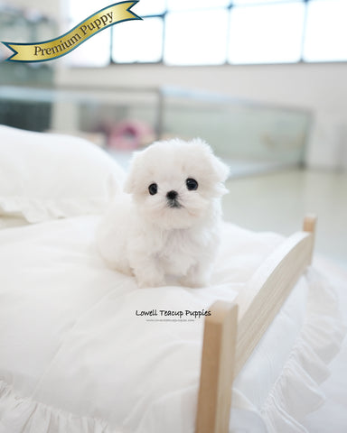 Teacup Maltese Female [Frida]