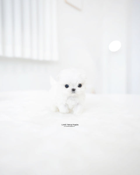 Teacup Maltese Female [Hana]