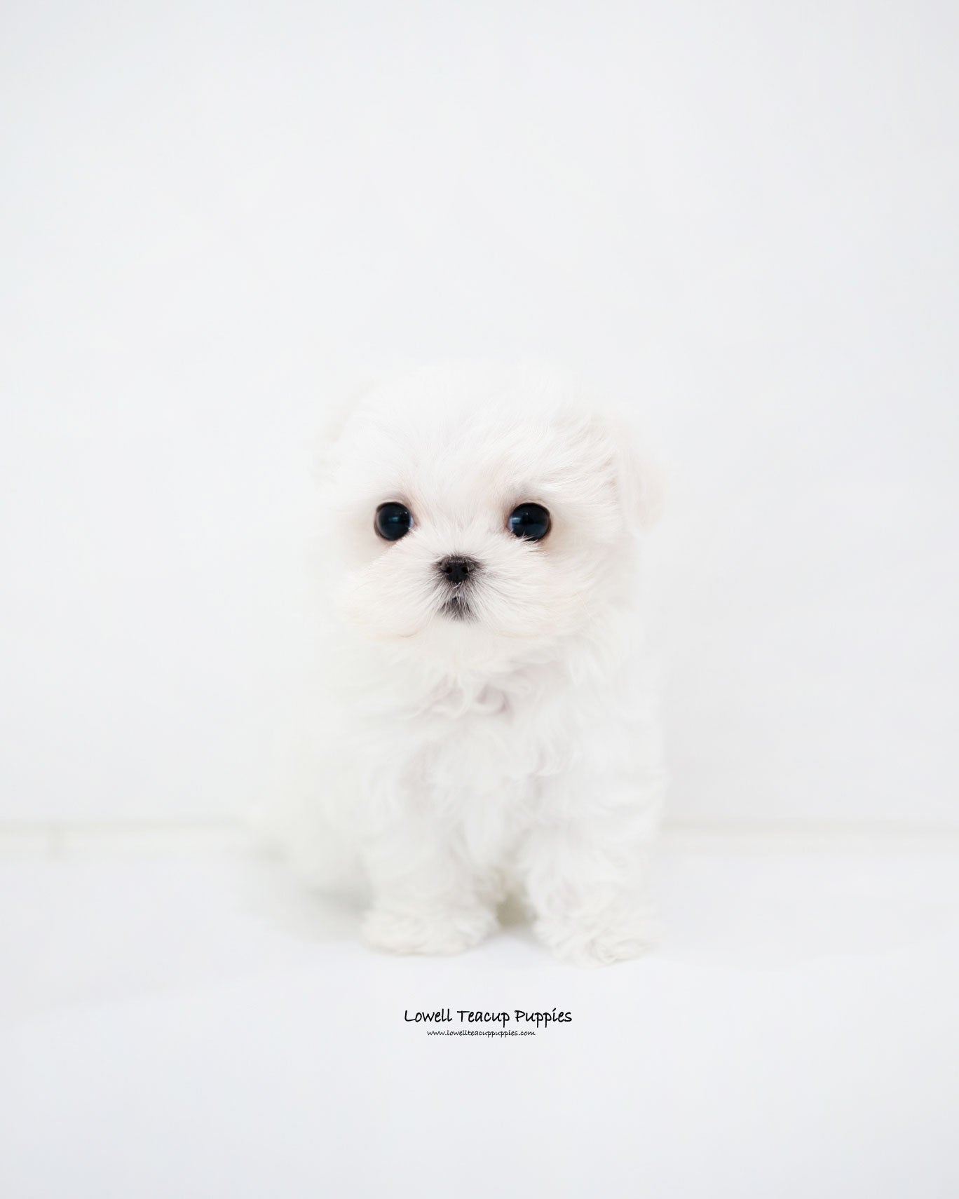 Teacup Maltese Female [Sara]