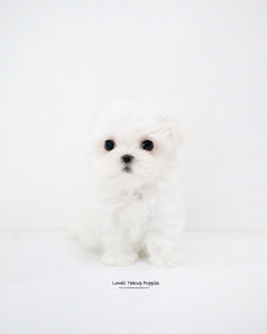 Teacup Maltese Female [Sara]