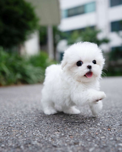 Teacup Maltese Female [Demi]