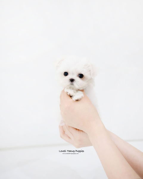 Teacup Maltese Female [Sara]