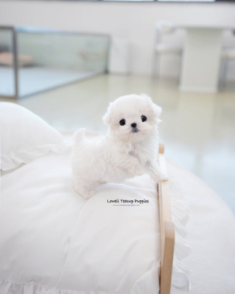 Teacup Maltese Female [Frida]