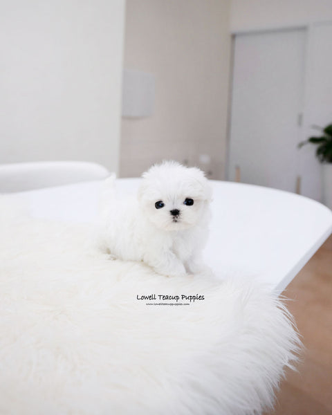 Teacup Maltese Male [Ocean]