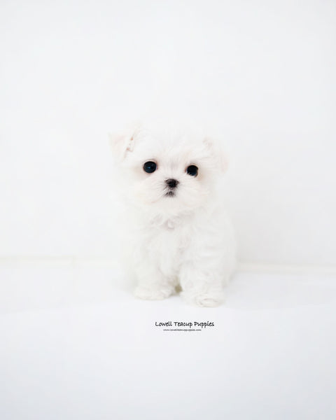 Teacup Maltese Female [Sara]