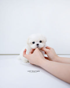 Teacup Maltese Male [Dane]