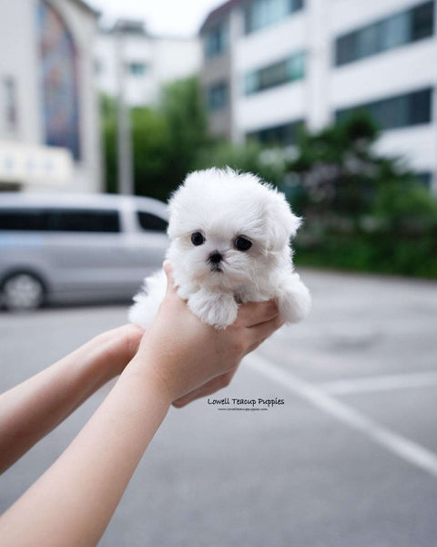 Teacup Maltese Female [Demi]