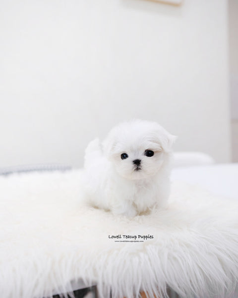 Teacup Maltese Male [Ocean]