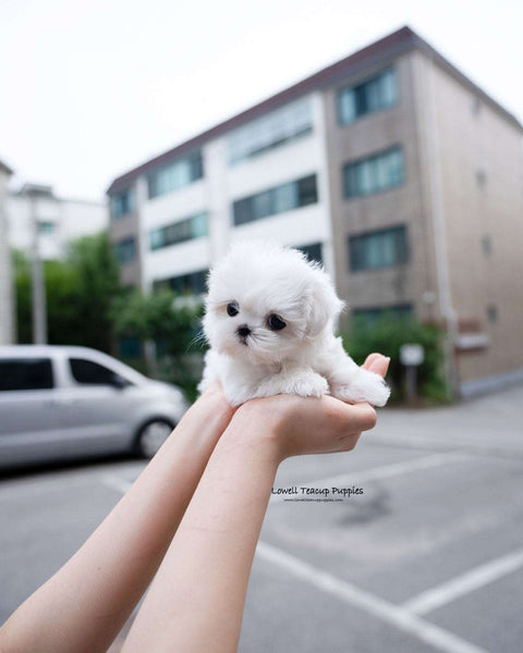 Teacup Maltese Female [Demi]