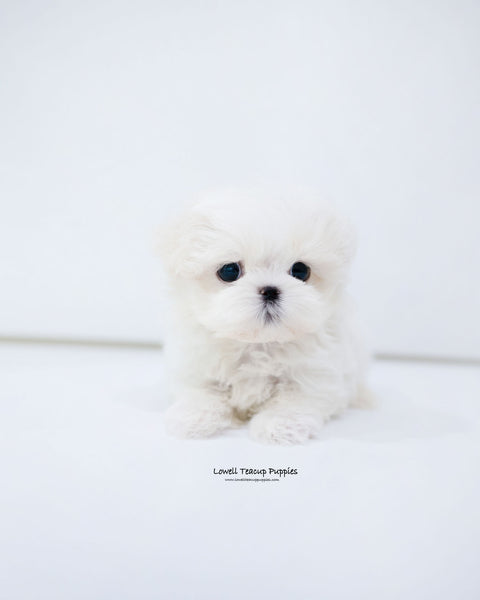 Teacup Maltese Male [Dane]