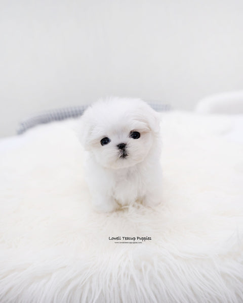 Teacup Maltese Male [Ocean]