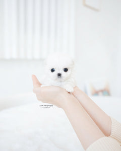 Teacup Maltese Female [Hana]