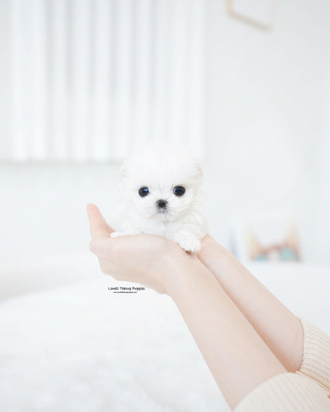 Teacup Maltese Female [Hana]