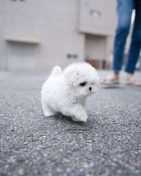 Teacup Maltese Female [Demi]