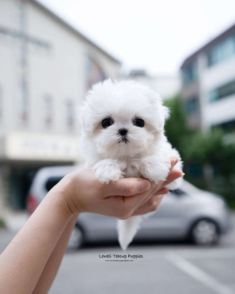 Teacup Maltese Female [Demi]