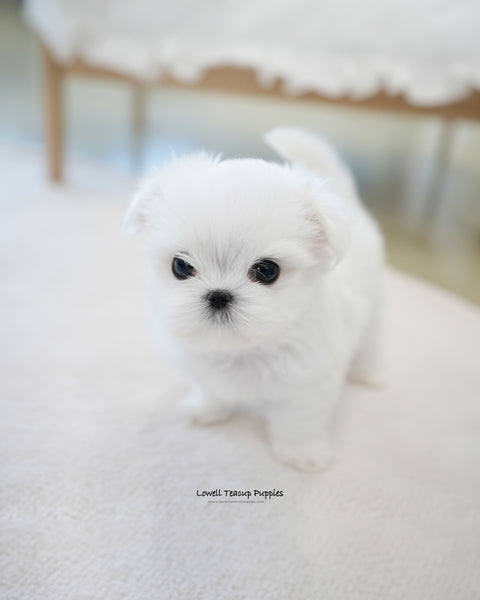 Teacup Maltese Male [Buzz]