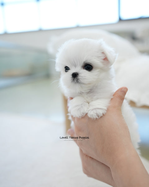 Teacup Maltese Male [Buzz]