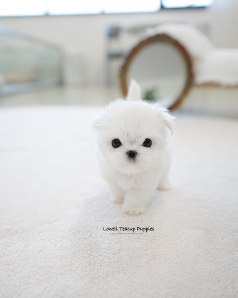 Teacup Maltese Male [Buzz]