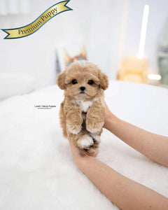 Teacup Maltipoo Male [Rory]