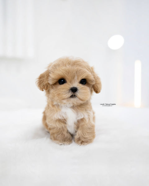 Teacup Maltipoo Male [Rory]