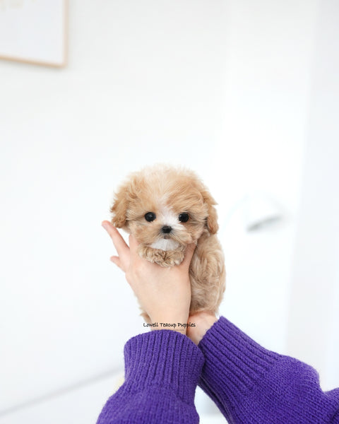 Teacup Maltipoo Male [Milky]