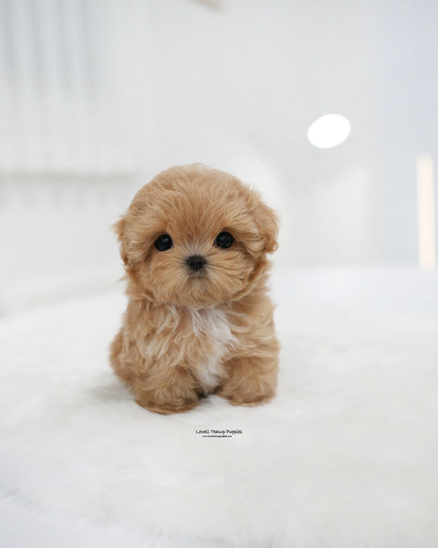 Teacup Maltipoo Female [Mia]