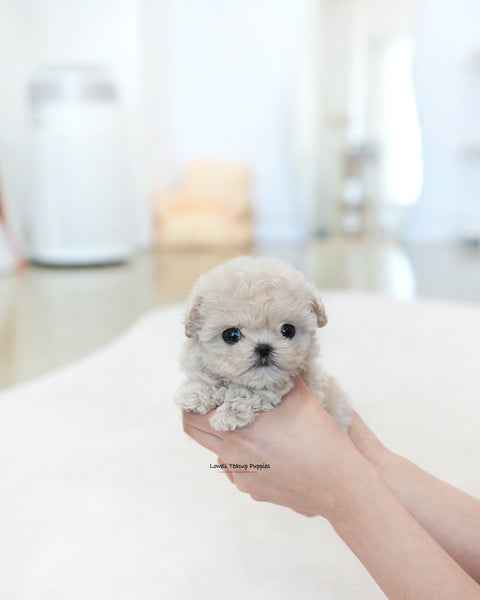 Teacup Maltipoo Female [Casey]