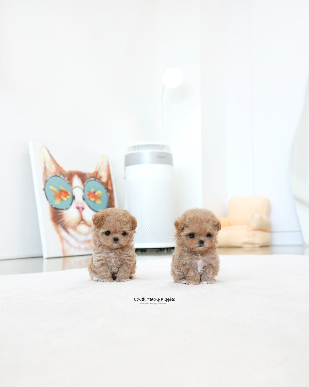 Teacup Maltipoo Male [Ken]