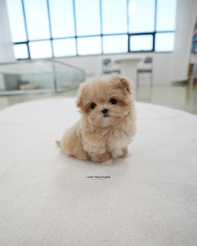 Teacup Maltipoo Male [Kiko]