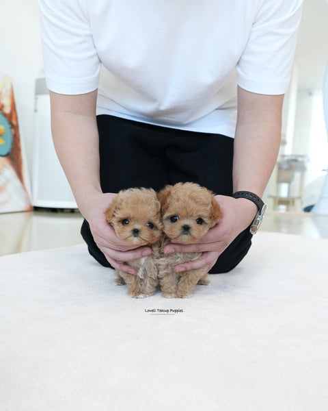 Teacup Maltipoo Male [Ben]