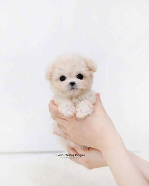 Teacup Maltipoo Female [Zoey]