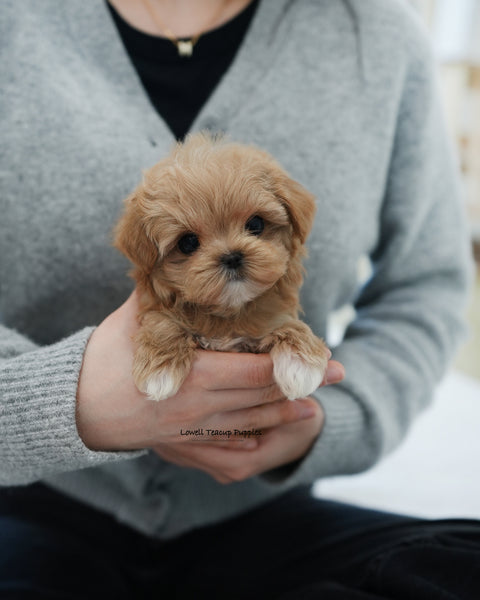 Teacup Maltipoo Female [Waffle]