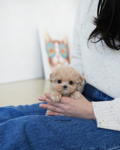 Teacup Maltipoo Female [Dolly]