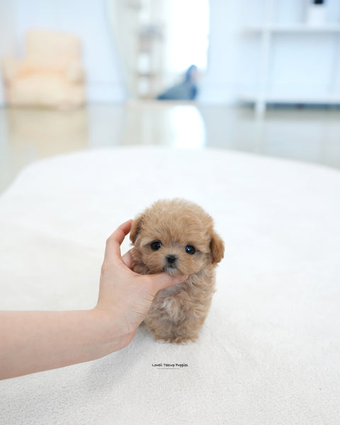 Teacup Maltipoo Male [Ben]