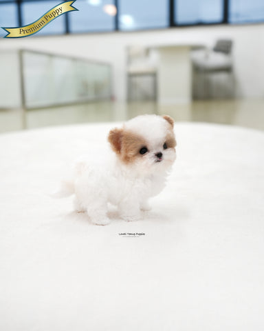 Teacup Maltipoo Female [Loewe]