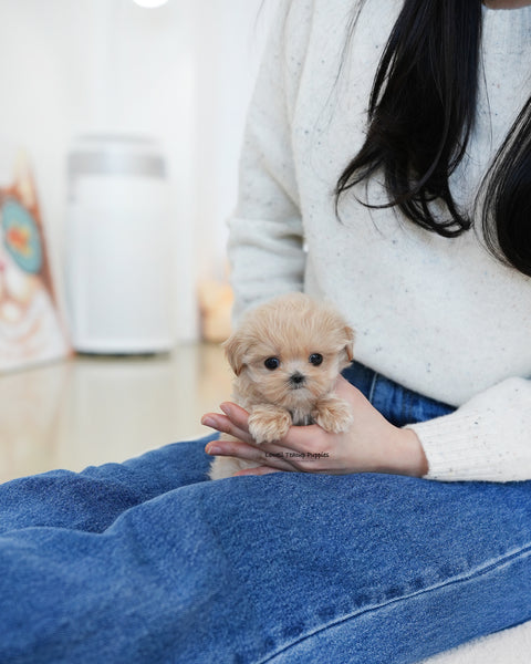 Teacup Maltipoo Female [Dolly]