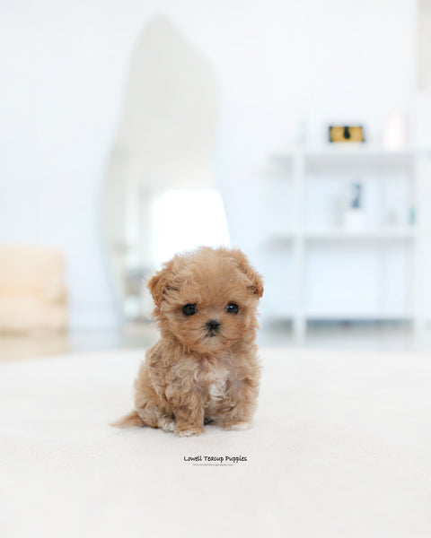 Teacup Maltipoo Male [Ken]