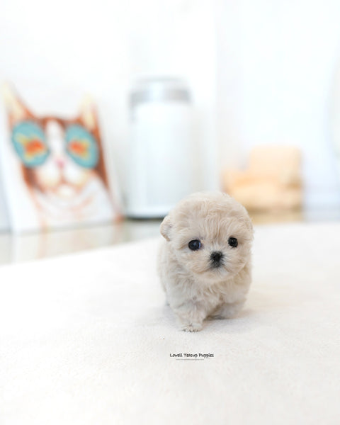 Teacup Maltipoo Female [Casey]