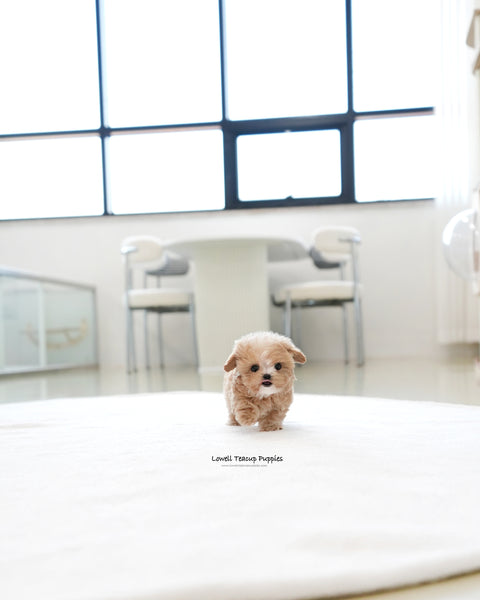 Teacup Maltipoo Male [Milky]