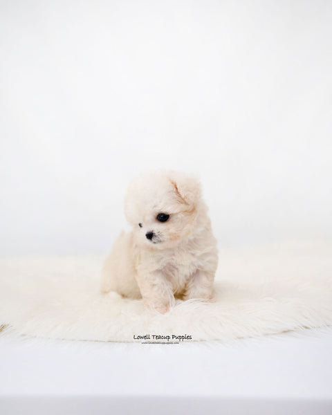 Teacup Maltipoo Female [Zoey]