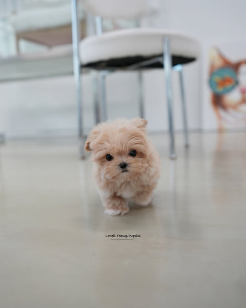 Teacup Maltipoo Male [Kiko]