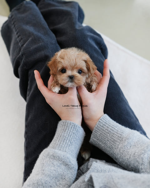 Teacup Maltipoo Female [Waffle]