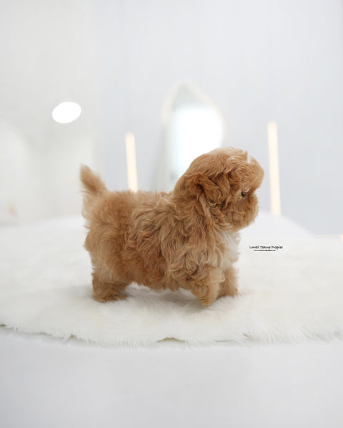 Teacup Maltipoo Female [Mia]